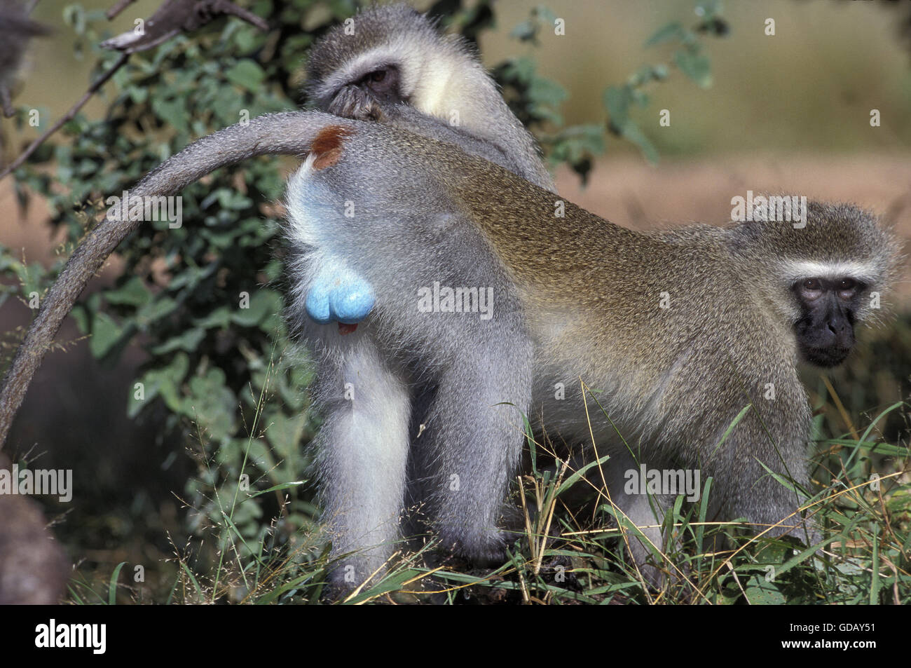 Vervet Affen, grüne Aethiops, paar auf Ast, Krügerpark in Südafrika Stockfoto