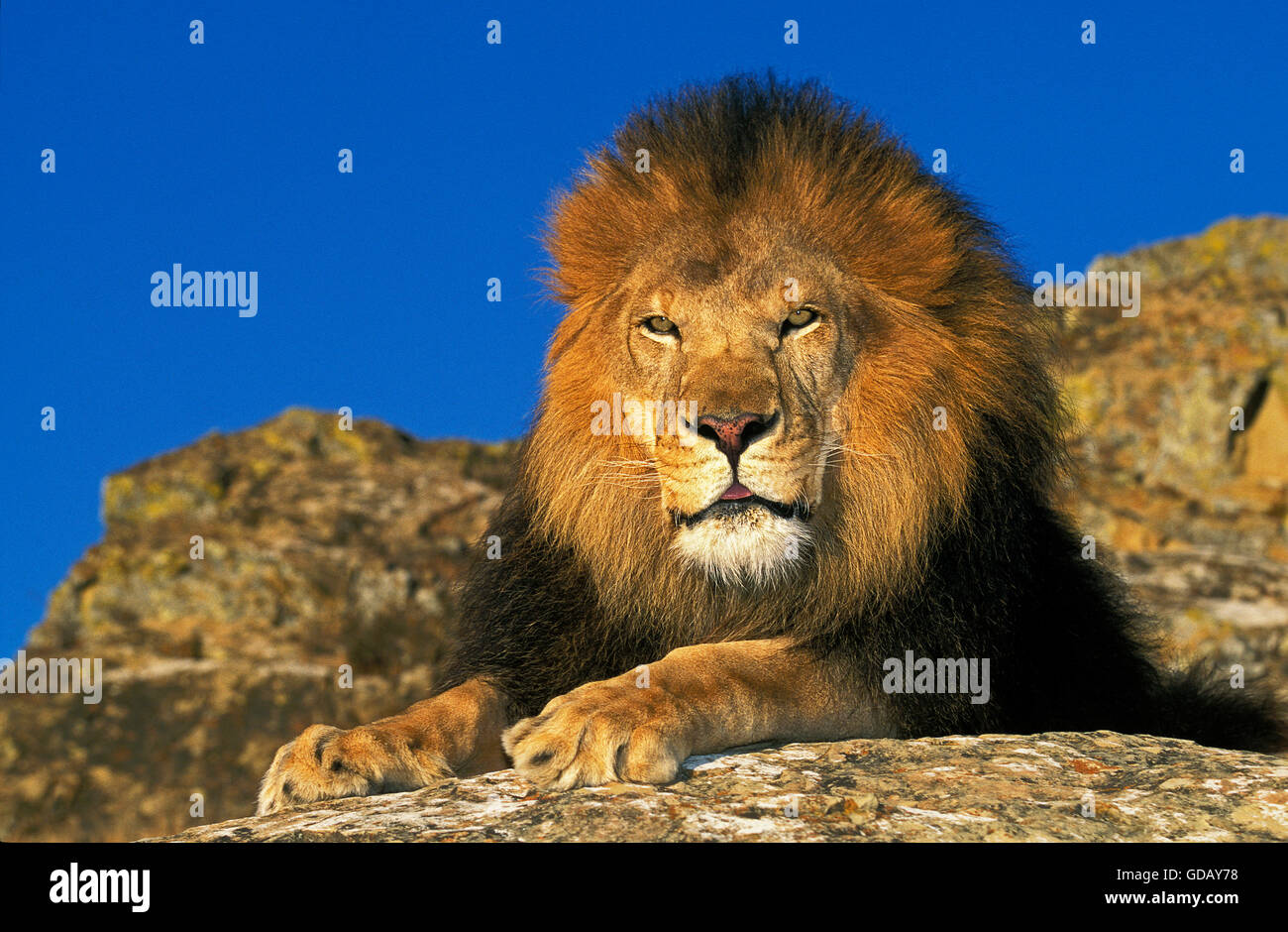 African Lion, Panthera Leo, Männlich, Verlegung auf Felsen Stockfoto