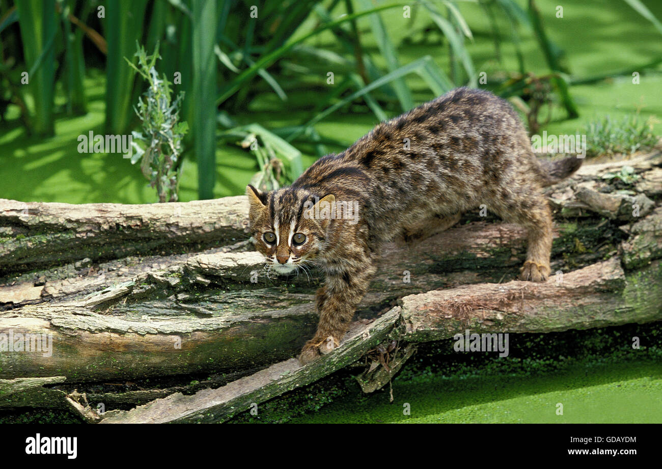 Leopardkatze Prionailurus Bengalensis, Erwachsenen Fischen im Sumpf Stockfoto