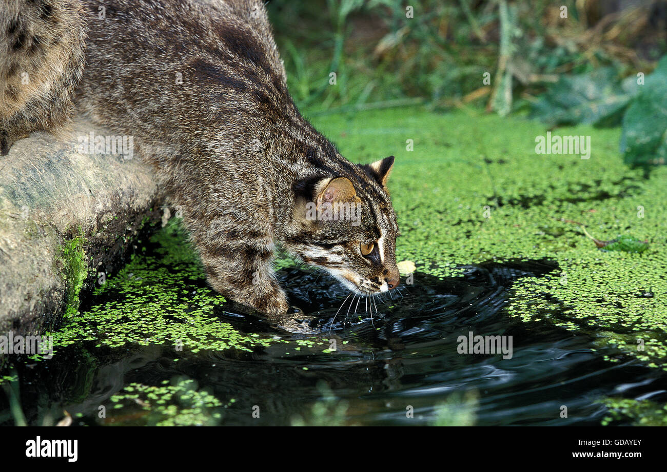 Leopardkatze Prionailurus Bengalensis, Erwachsenen Fischen im Sumpf Stockfoto