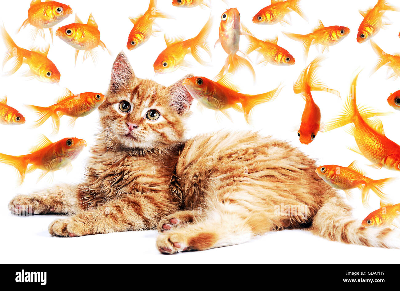 süße hungrig orange Katze suchen Goldfische im aquarium Stockfoto