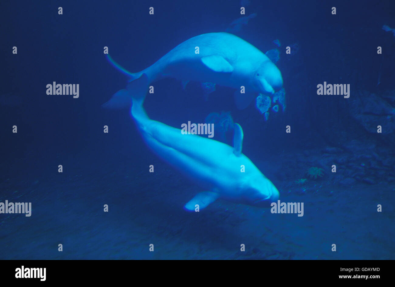 BELUGA Wal oder WEIßWAL Delphinapterus leucas Stockfoto