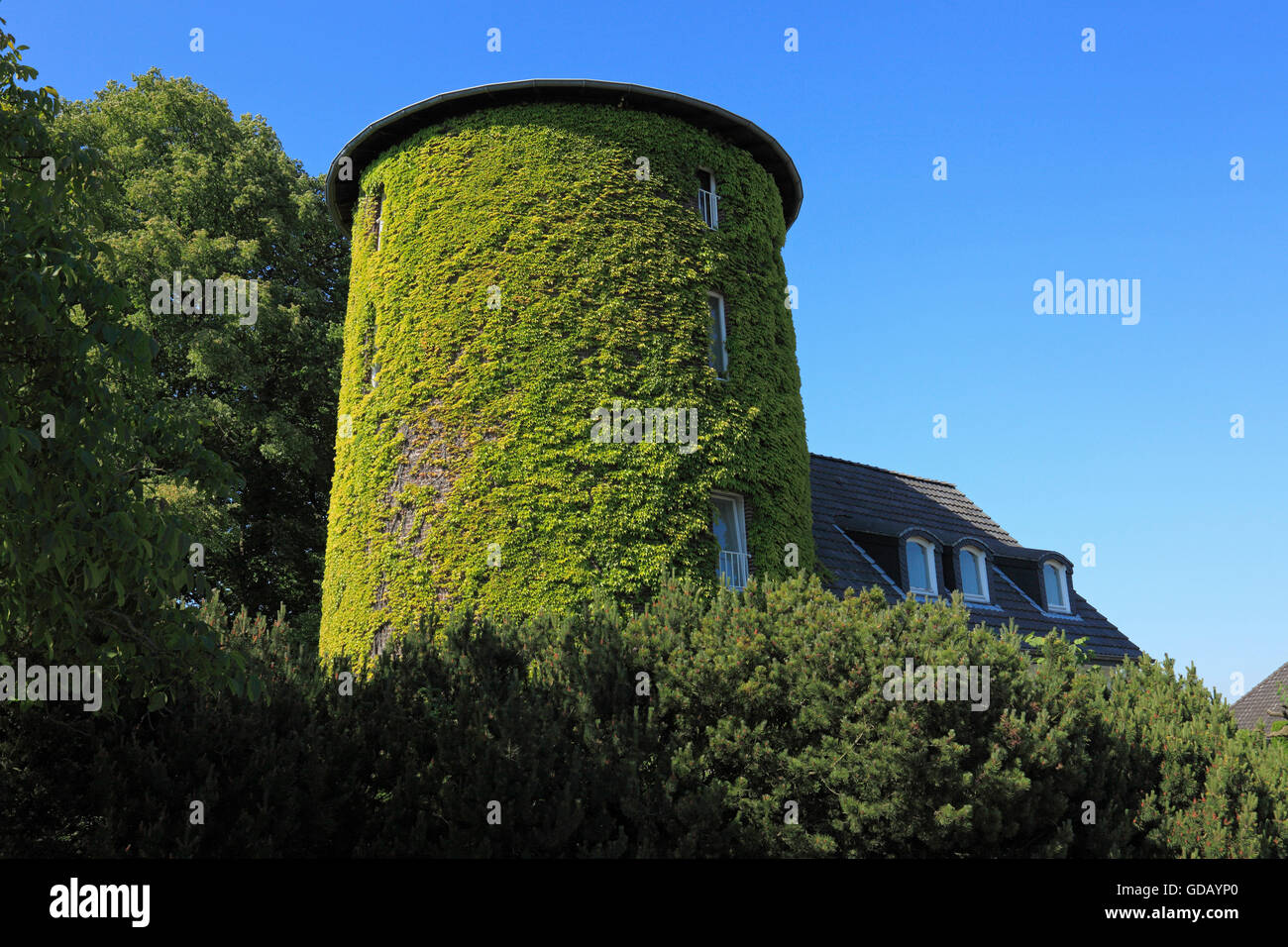 Pferdemühle in Hamminkeln, Niederrhein, Nordrhein-Westfalen Stockfoto