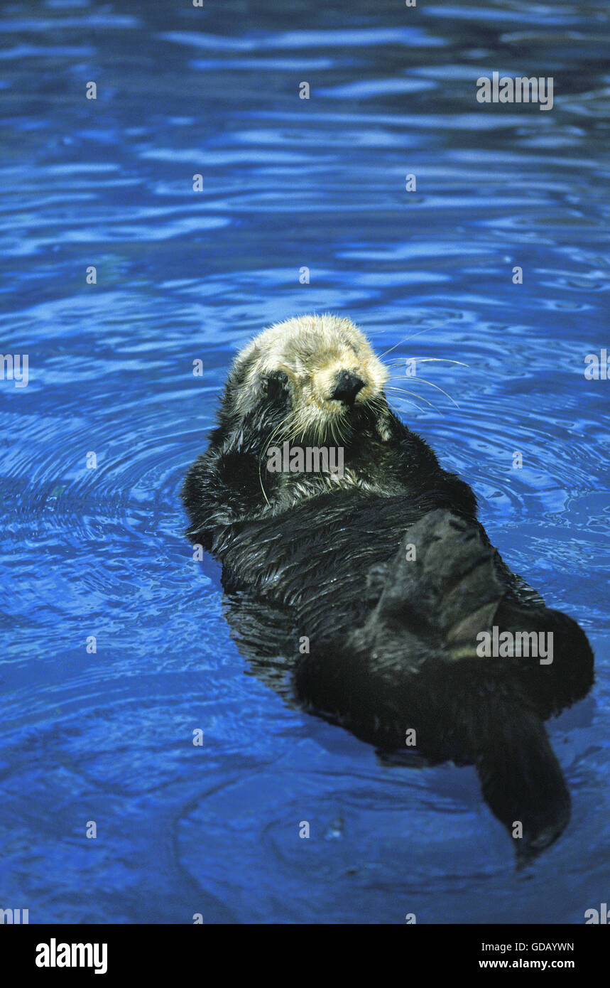 Sea Otter, Enhydra Lutris, Erwachsene auf den Rücken, waschen sich Stockfoto