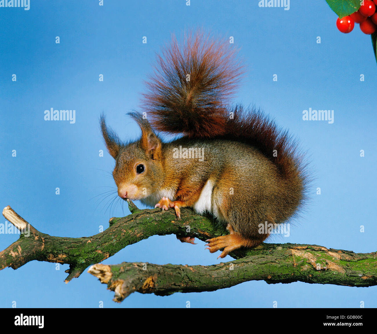 Eichhörnchen Sciurus Vulgaris, männlich auf Ast Stockfoto