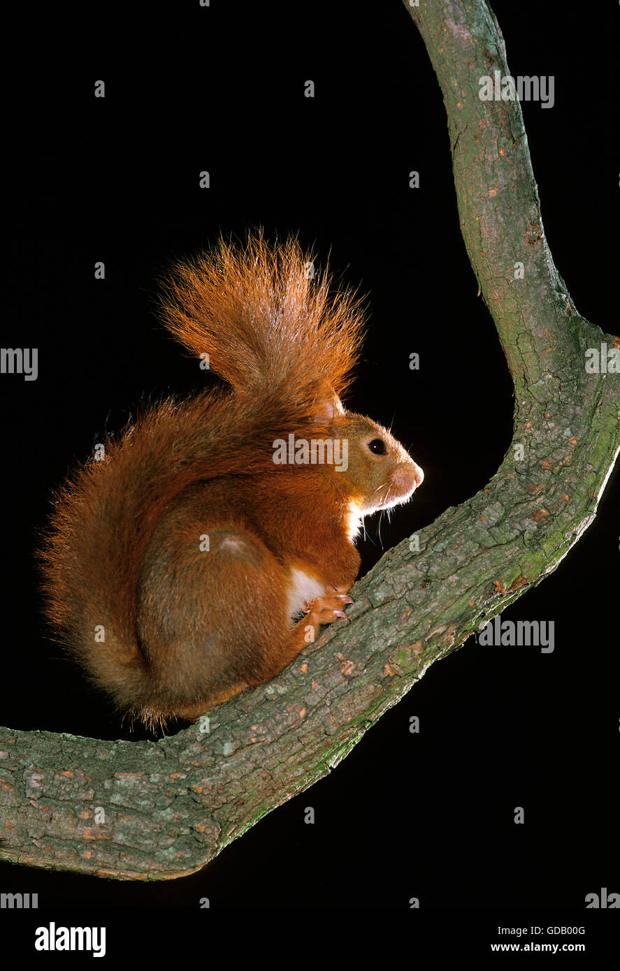 Eichhörnchen Sciurus Vulgaris, männlich auf Ast Stockfoto