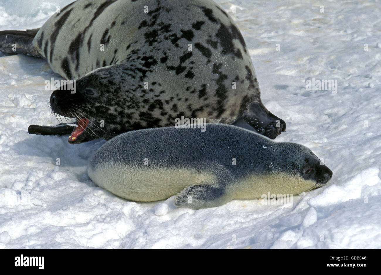 Kapuzen-Dichtung, Cystophora Cristata, Mutter mit Welpe auf Eisfeld, Magdalena Island in Kanada Stockfoto