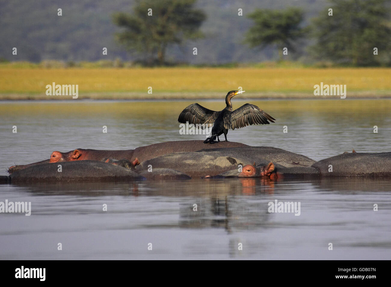 Reed Kormoran oder Long-Tailed Kormoran, Phalacrocorax Africanus, Flügel Erwachsenen Trocknung auf der Rückseite des Nilpferd, Hippopotamus Amphibius, Kenia Stockfoto