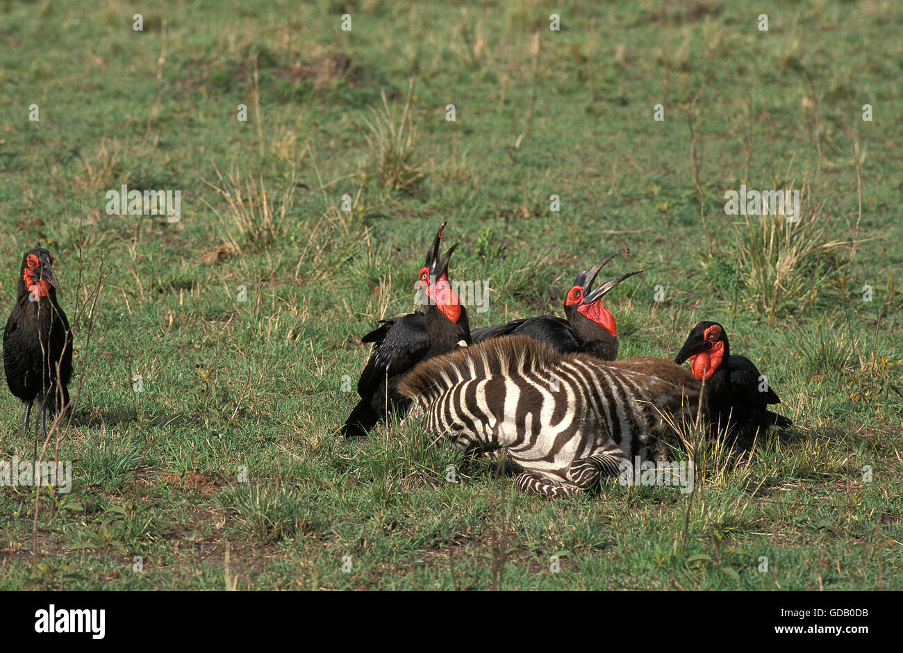 Südliche Hornrabe, Bucorvus Leadbeateri, Gruppe auf Zebra Kadaver, Masai Mara-Park in Kenia Stockfoto