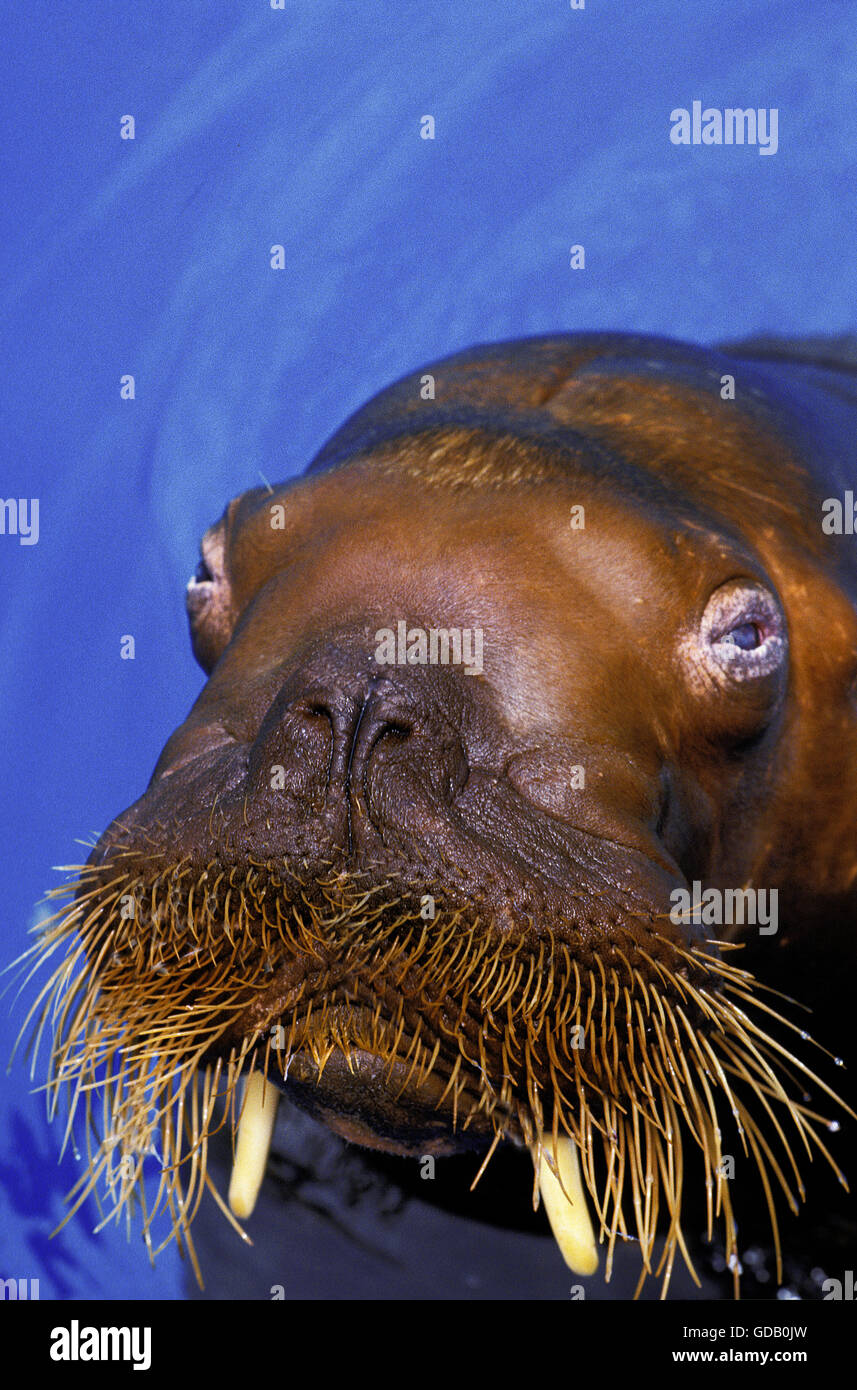 Walross, Odobenus Rosmarus, Nahaufnahme des Kopfes Stockfoto