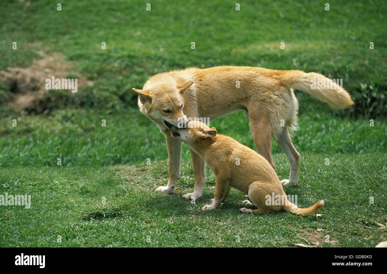 Dingo, Canis Familiaris Dingo, Mutter mit Welpen, Australien Stockfoto