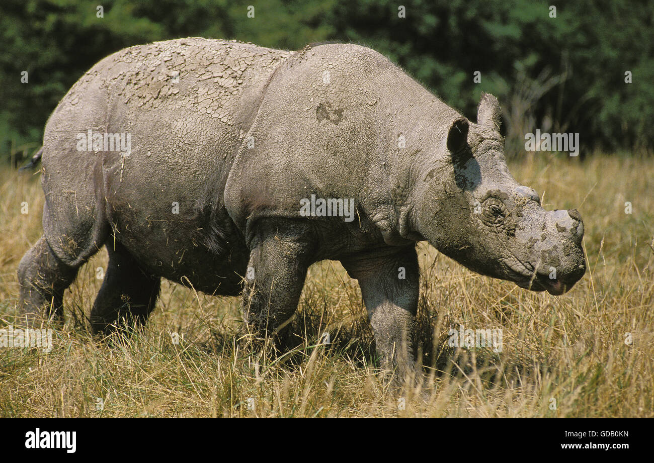 Sumatra-Nashorn, Dicerorhinus Sumatrensis, Erwachsenen zu Fuß auf Trockenrasen Stockfoto