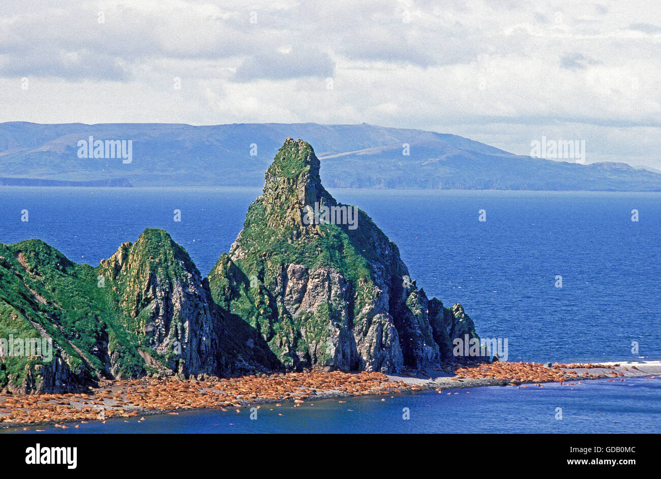 Walross, Odobenus Rosmarus Kolonie auf Round Island in Alaska Stockfoto