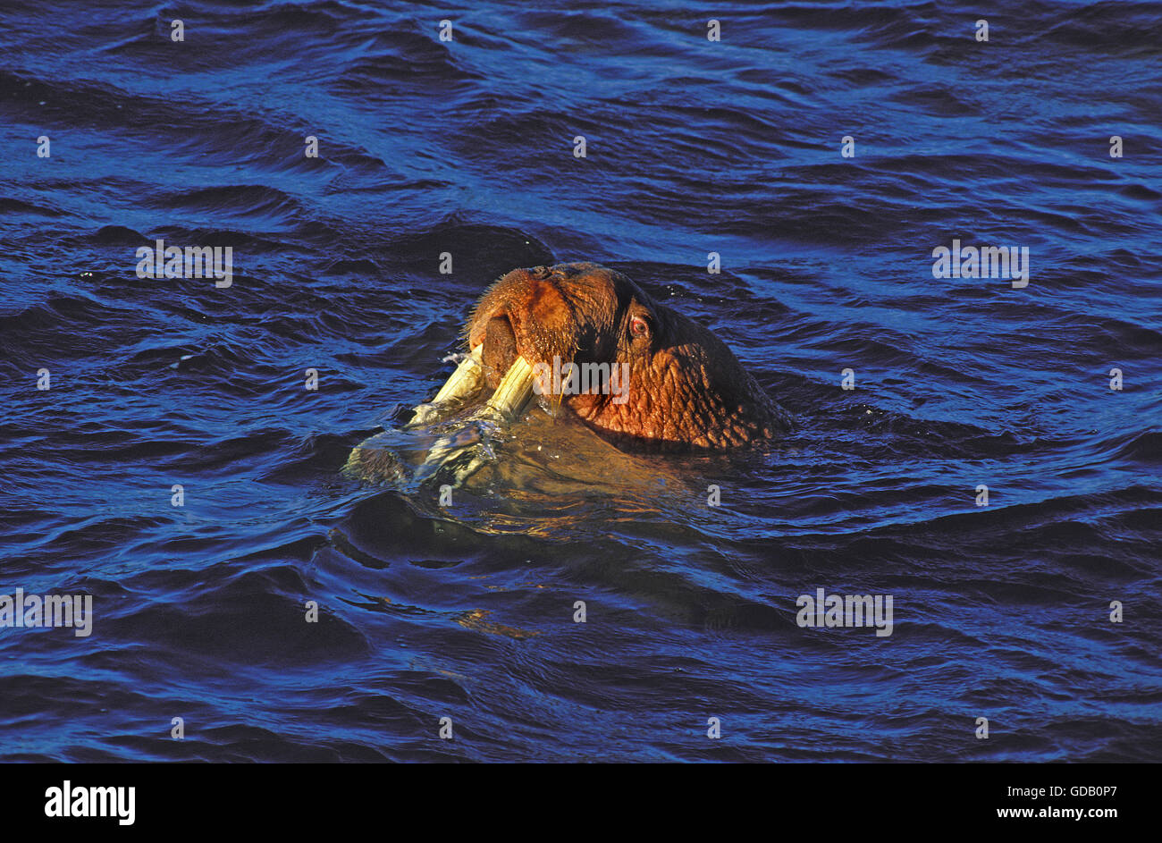 Leiter der WALRUS Odobenus Rosmarus aus Wasser, ROUND ISLAND IN ALASKA Stockfoto