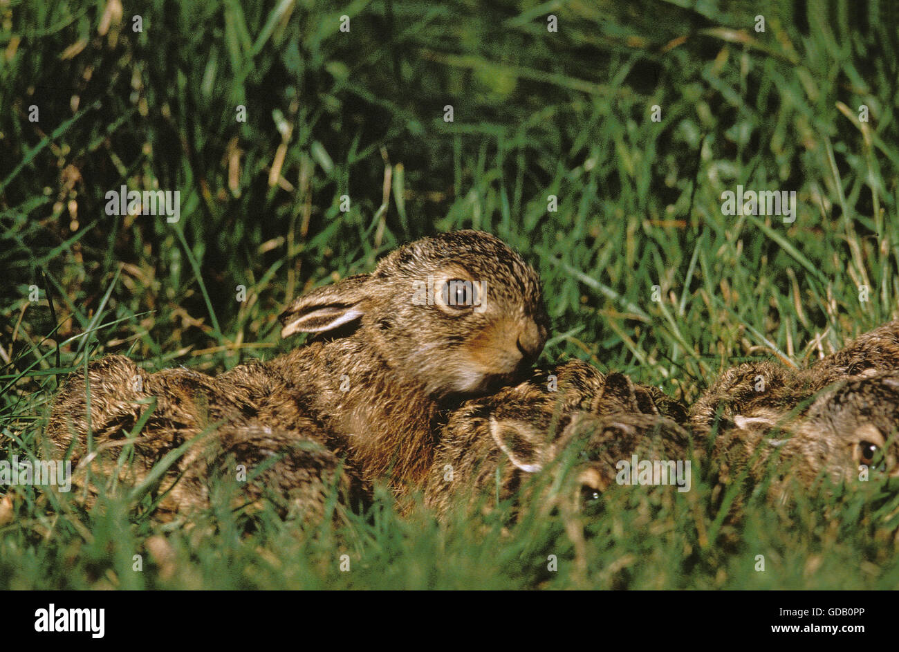 Braun Feldhase Lepus Europaeus, Leverets, versteckt in Grass, Frankreich Stockfoto
