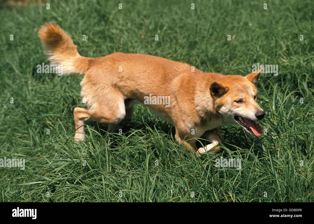 DINGO Canis Familiaris Dingo, Erwachsene IN GRASS, Australien Stockfoto