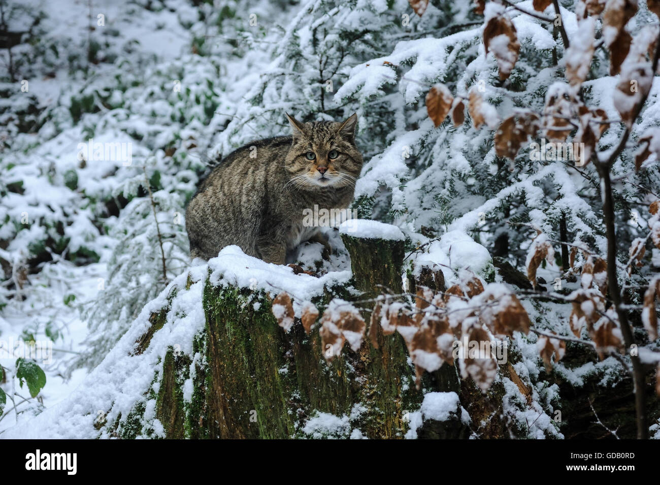 Wildcat Stockfoto