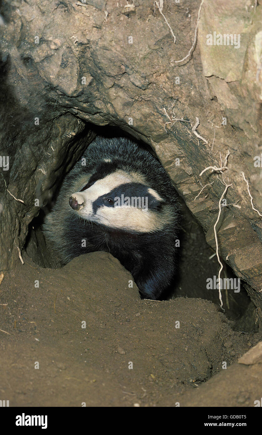 Europäischer Dachs Meles Meles, Erwachsene im Graben Eingang, Frankreich Stockfoto