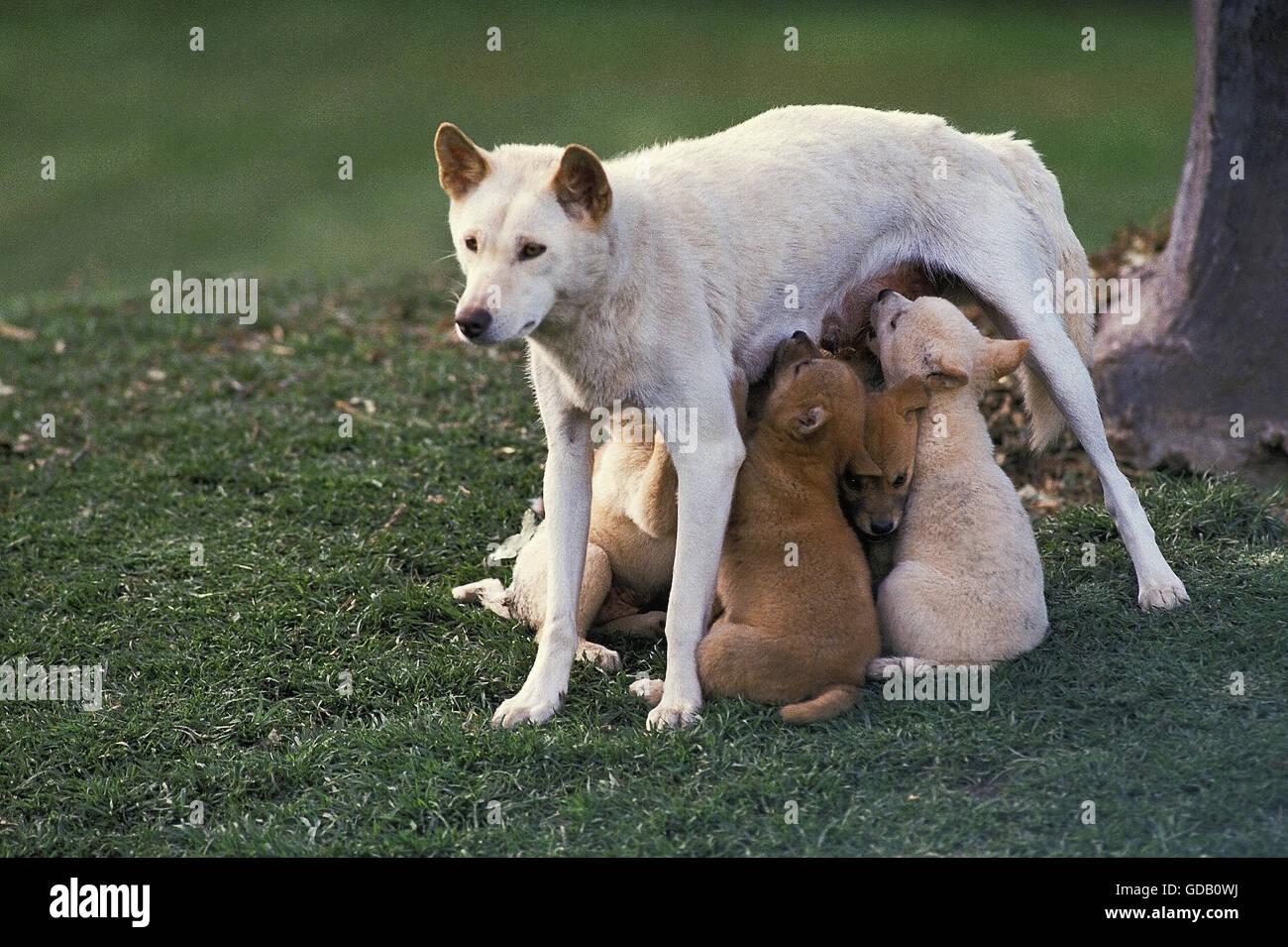 Dingo, Canis Familiaris Dingo, Mutter mit Welpen saugen, Australien Stockfoto
