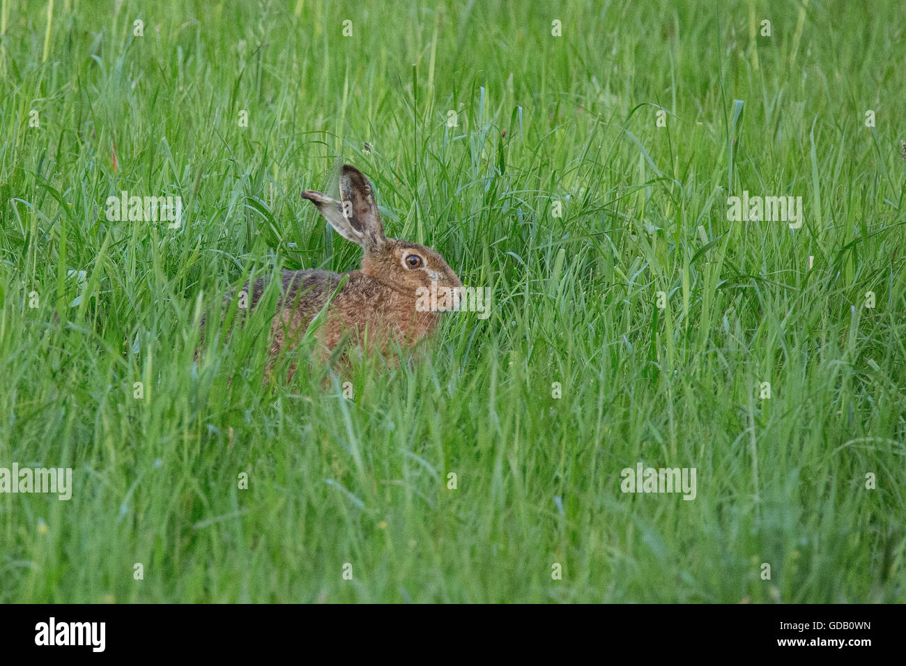 Feldhase Stockfoto