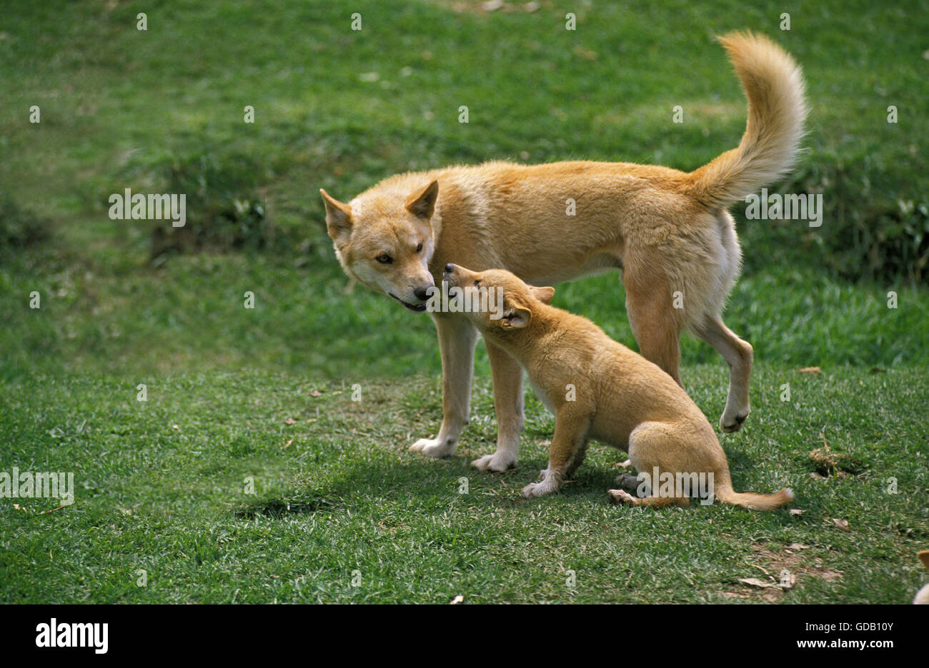 Dingo, Canis Familiaris Dingo, Mutter mit Welpen, Australien Stockfoto