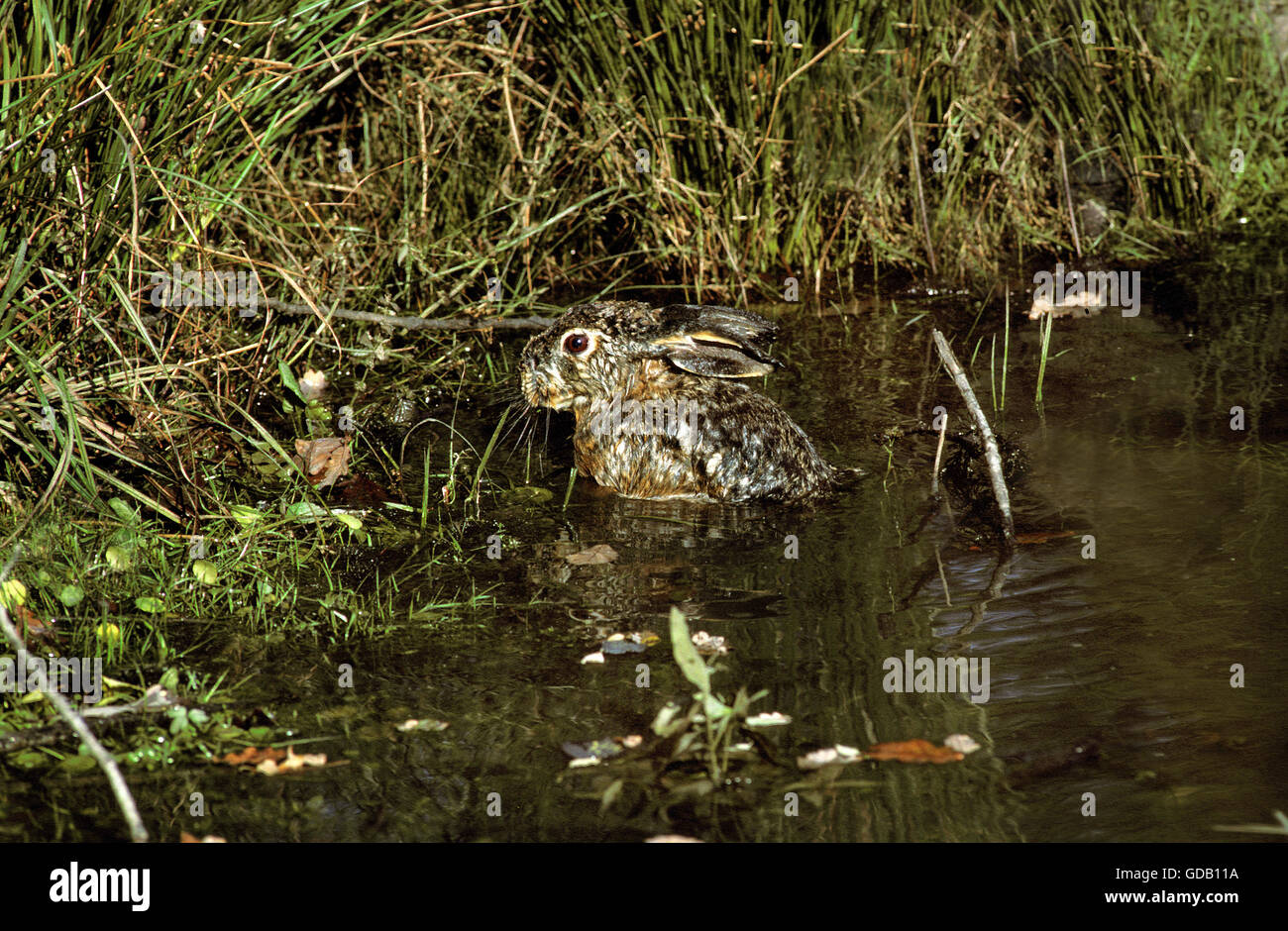 Braun Feldhase Lepus Europaeus, Erwachsene im Wasser Stockfoto
