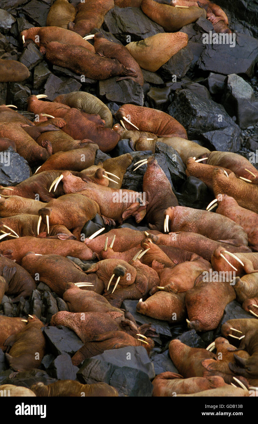 Walross, Odobenus Rosmarus Kolonie auf Round Island in Alaska Stockfoto