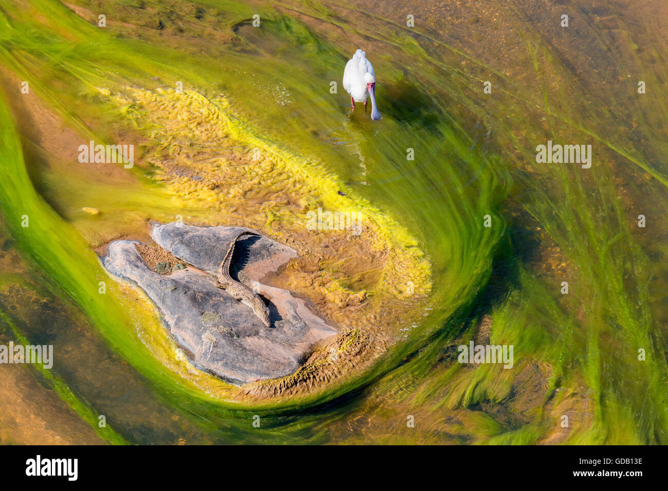 Ansicht von oben Foto des Olifants River im Südafrika Krüger-Nationalpark. Stockfoto