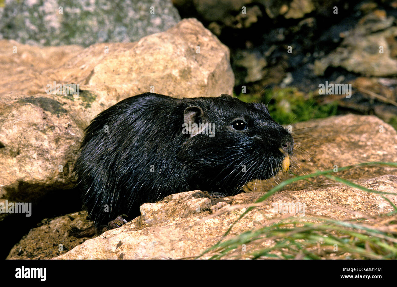 Coruro Ratte, Spalacopus Cyanus, Erwachsene auf Felsen Stockfoto