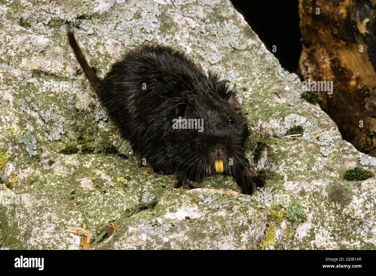 Coruro Ratte, Spalacopus Cyanus, Erwachsene auf Felsen Stockfoto
