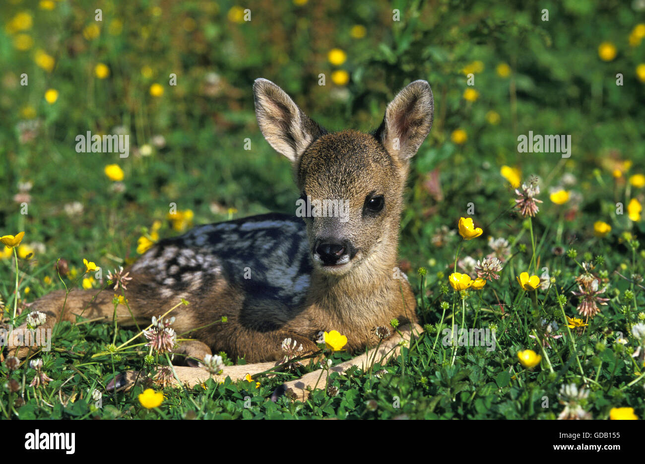 Rehe, Capreolus Capreolus, Fawn Verlegung in Blumen, Normandie Stockfoto