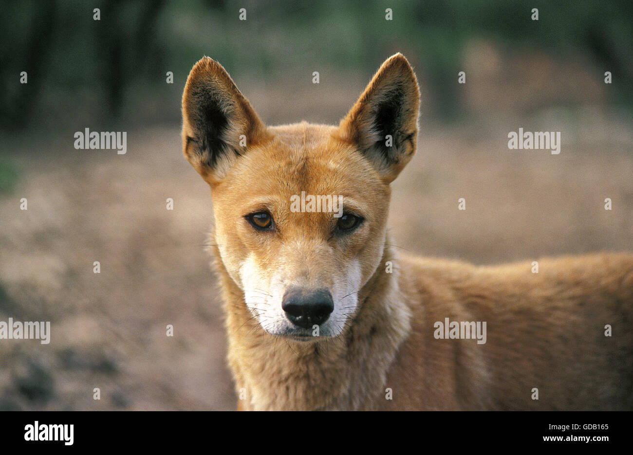 Dingo, Canis Familiaris Dingo, Porträt von Erwachsenen Stockfoto