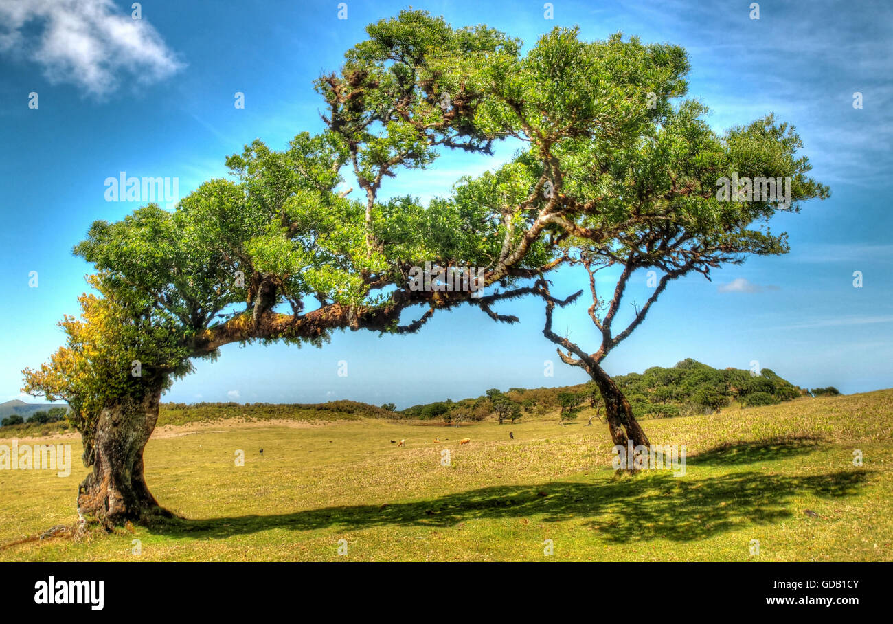 Madeira, Atelier, Baum, Bäume, Lorbeerbaum, Lorbeer Holz, Baumkronen, schiefen, Natur, Landschaft, Landschaft, Stockfoto