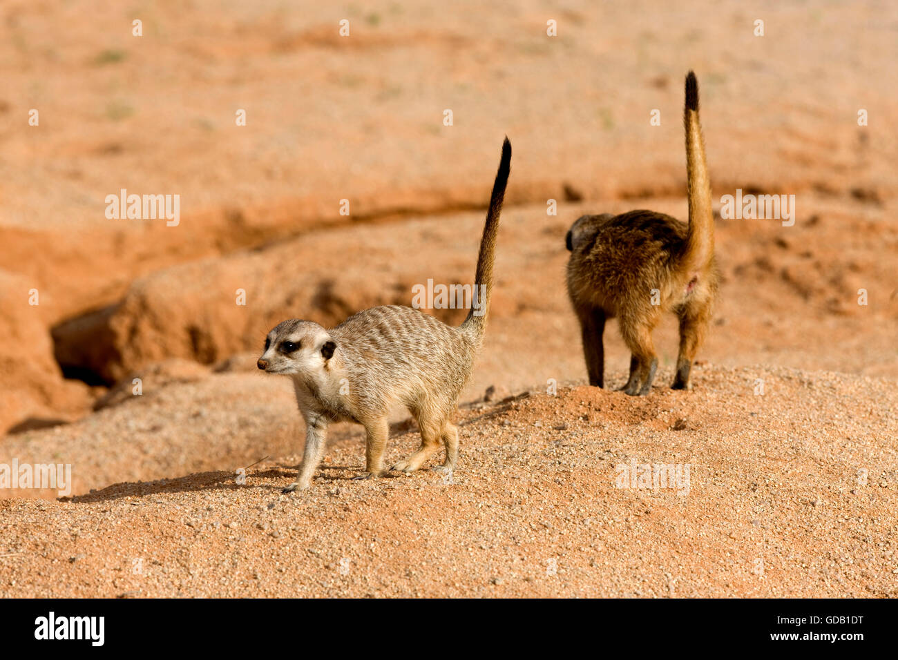 ERDMÄNNCHEN Suricata Suricatta, Erwachsene ALERT, NAMIBIA Stockfoto