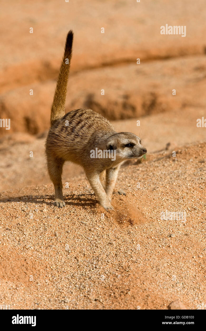 ERDMÄNNCHEN Suricata Suricatta IN NAMIBIA Stockfoto