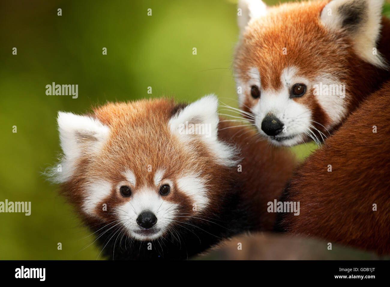Roter Panda Ailurus Fulgens, Porträt von Erwachsenen Stockfoto