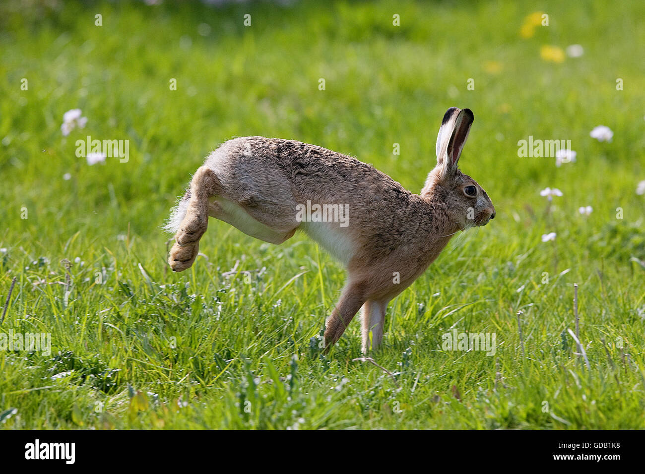 Braun Feldhase Lepus Europaeus, Erwachsenen, die auf Rasen, Normandie Stockfoto
