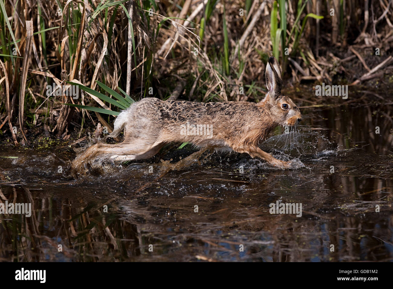 Braun Feldhase Lepus Europaeus, Erwachsenen laufen im Wasser, Normandie Stockfoto