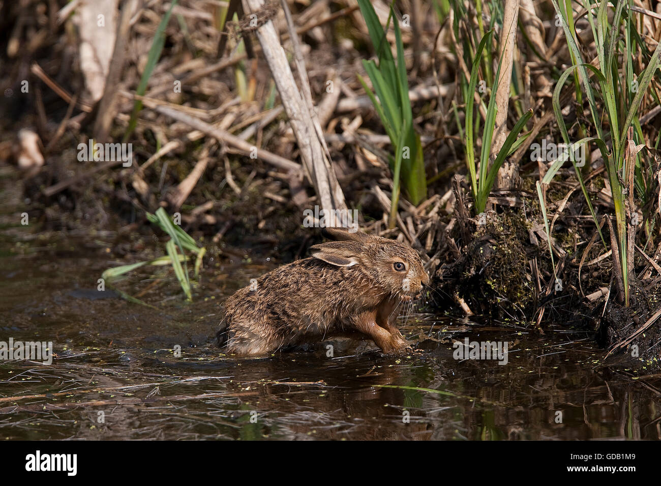 Braun Feldhase Lepus Europaeus, Leveret überqueren Wasserloch, Normandie Stockfoto