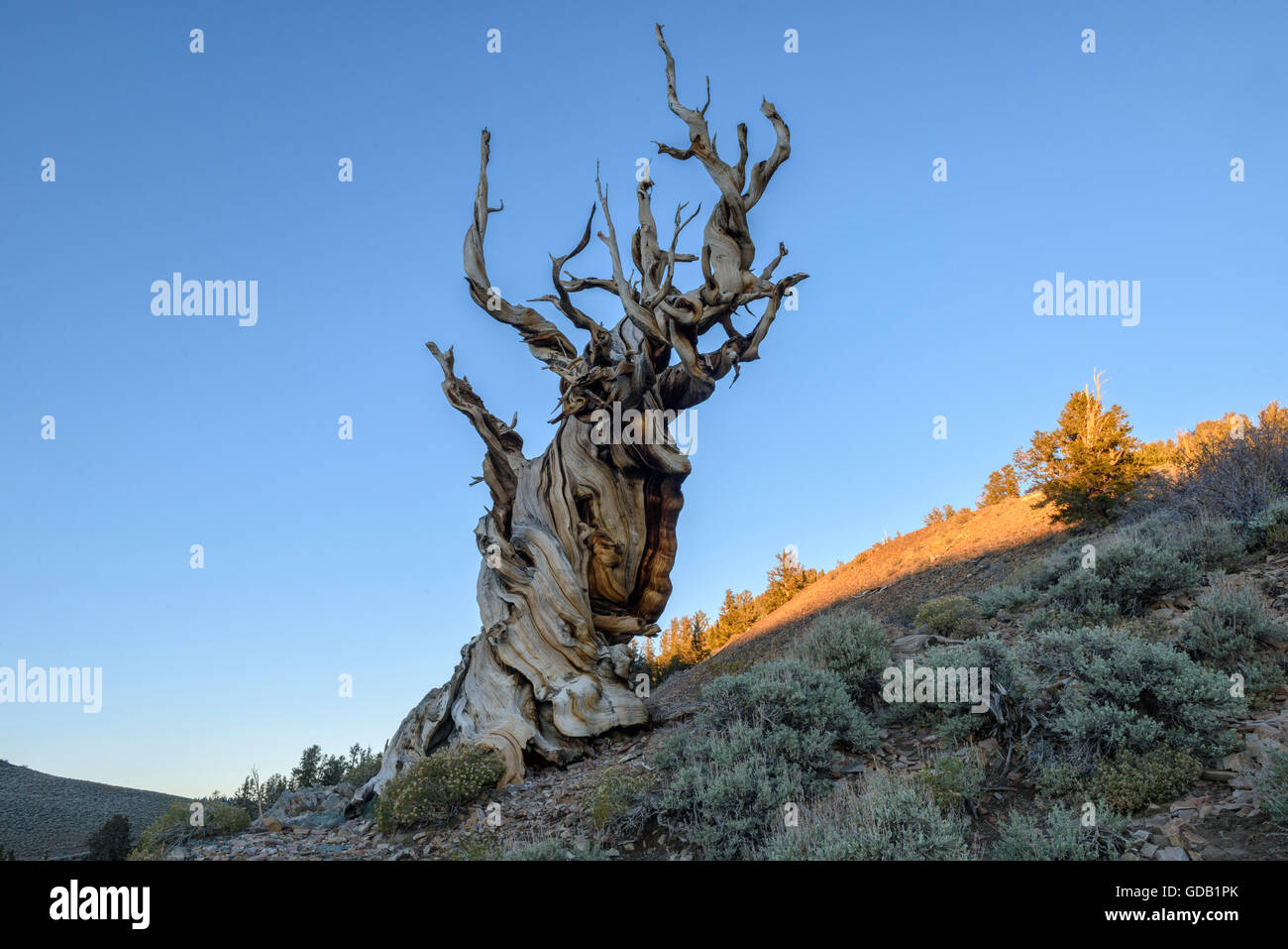 USA, Inyo County, östliche Sierra, California, The alten Bristlecone Pine Forest ist ein geschützter Bereich in dem weißen Berg hoch Stockfoto