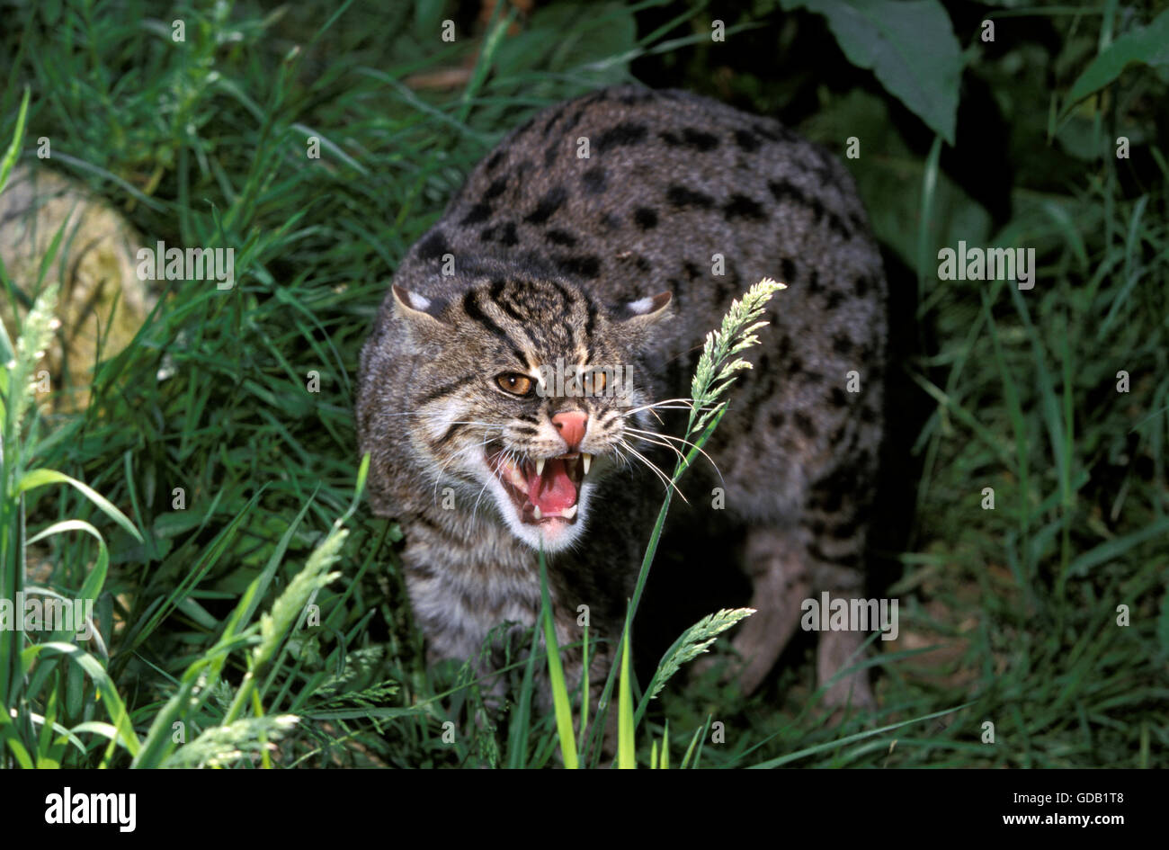 Katze, Prionailurus Viverrinus, Erwachsene knurrend Angeln Stockfoto