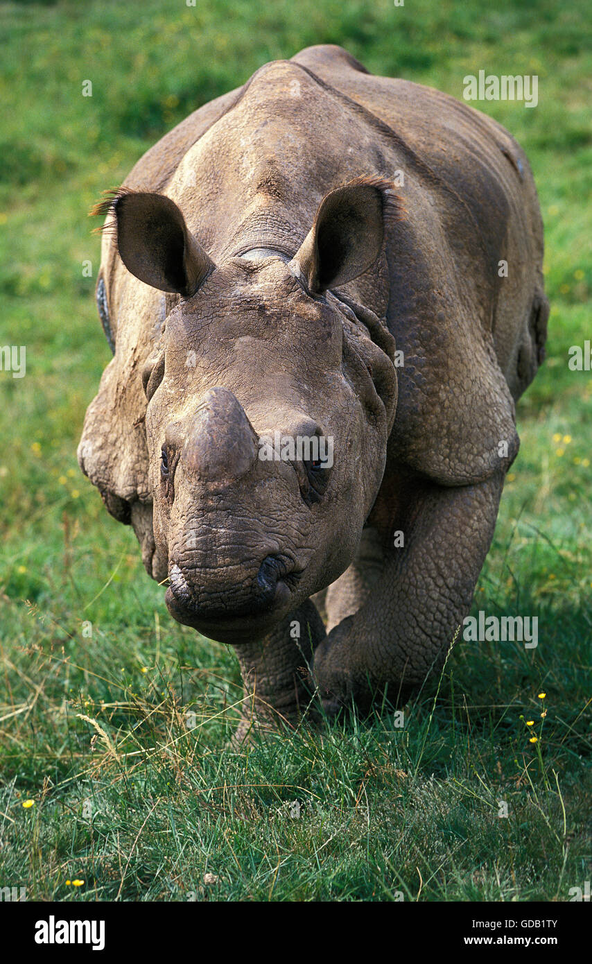 INDISCHE Nashorn Rhinoceros Unicornis, Weiblich Stockfoto