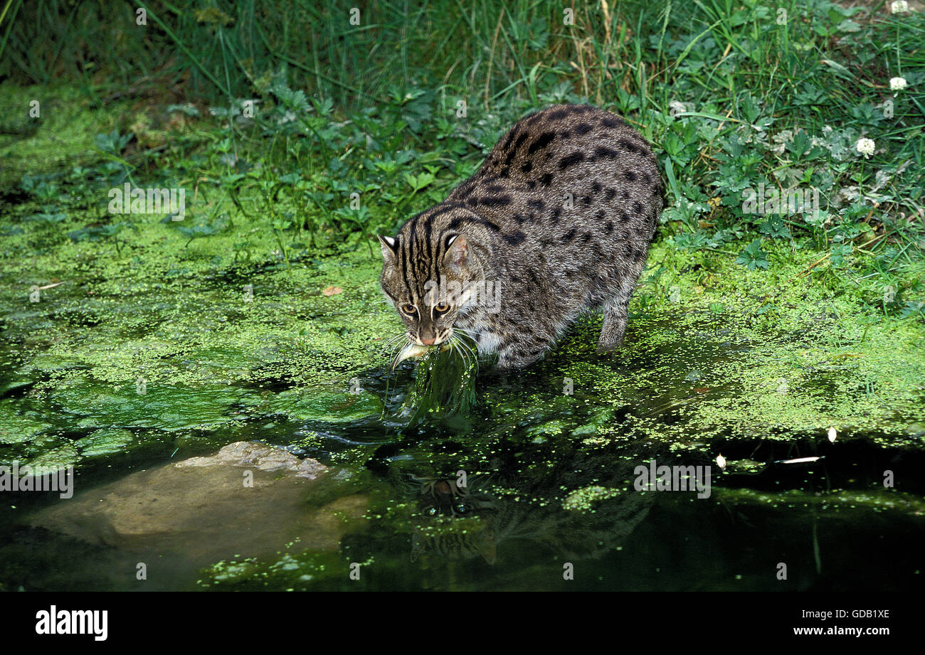 FISCHENDEN Katze Prionailurus Viverrinus, Erwachsene Fische fangen Stockfoto