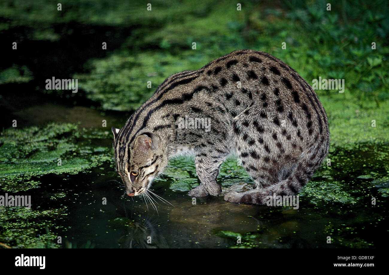 FISCHENDEN Katze Prionailurus Viverrinus, Erwachsene auf der Suche für Fisch Stockfoto