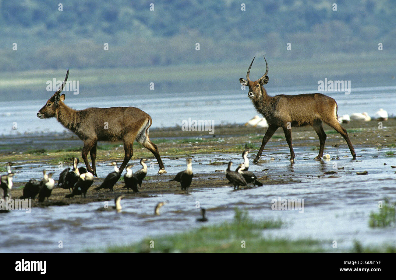 Defassa Wasserbock, Kobus Ellipsiprymnus Defassa mit weißer-Breasted Kormoran, Phalacrocorax Carbo Lucidus, Nakuru Park in Kenia Stockfoto