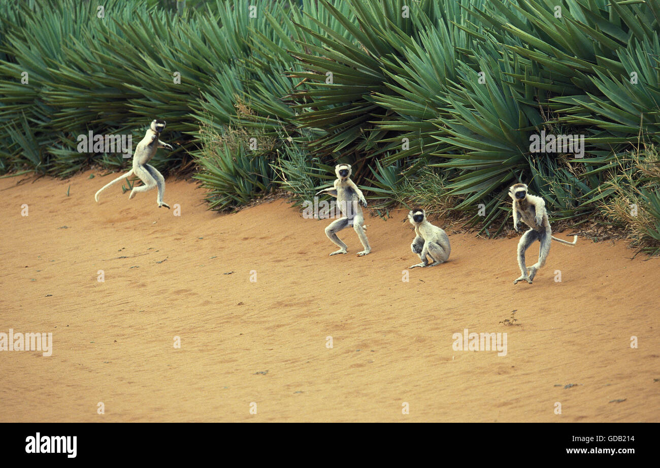 Verreaux Sifaka, Propithecus Verreauxi, Erwachsene Hopping über offenes Gelände, Berent Reserve in Madagaskar Stockfoto