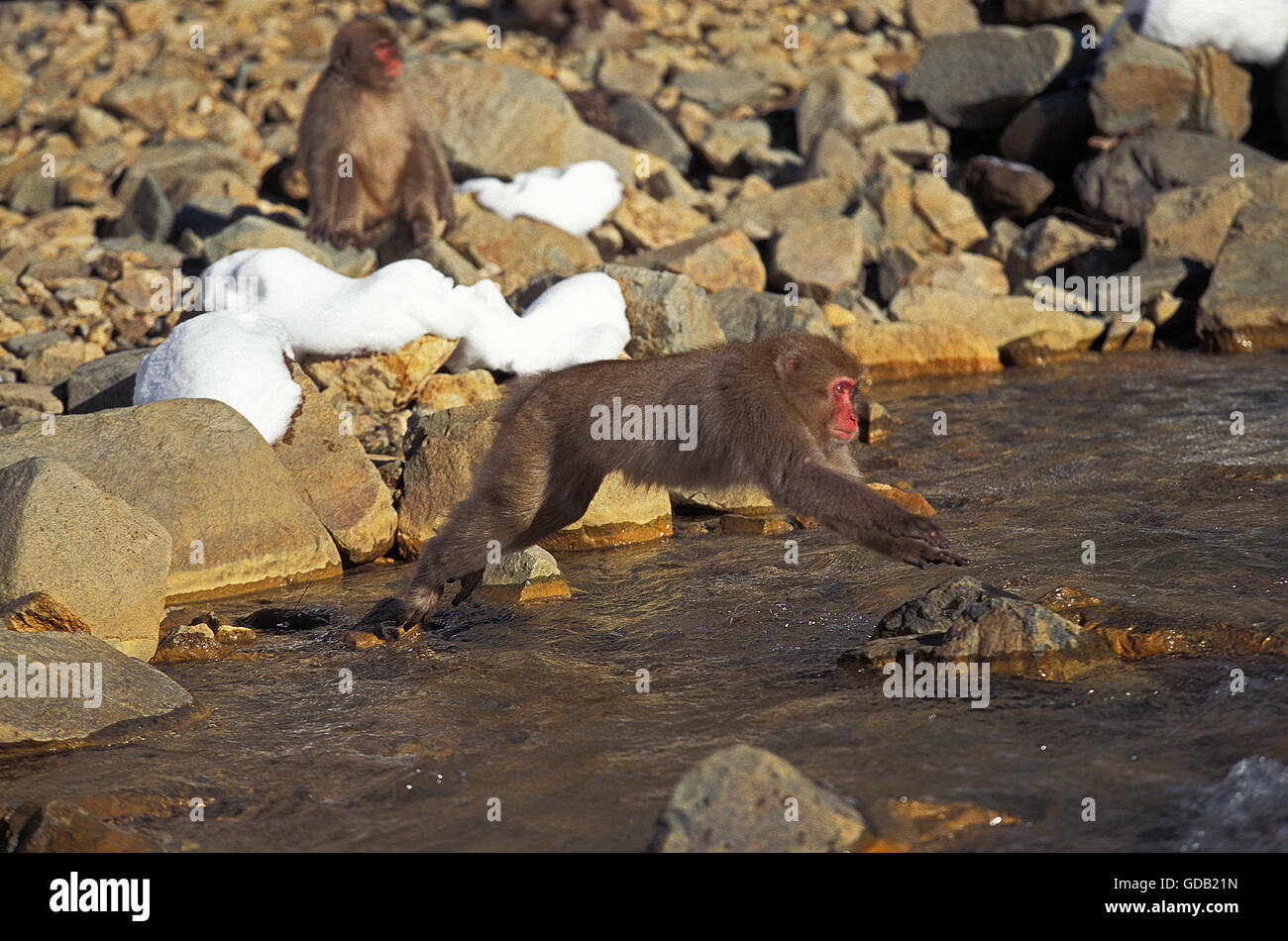 Japanischen Makaken, Macaca Fuscata, Erwachsene springen über Stream, Hokkaido-Insel in Japan Stockfoto