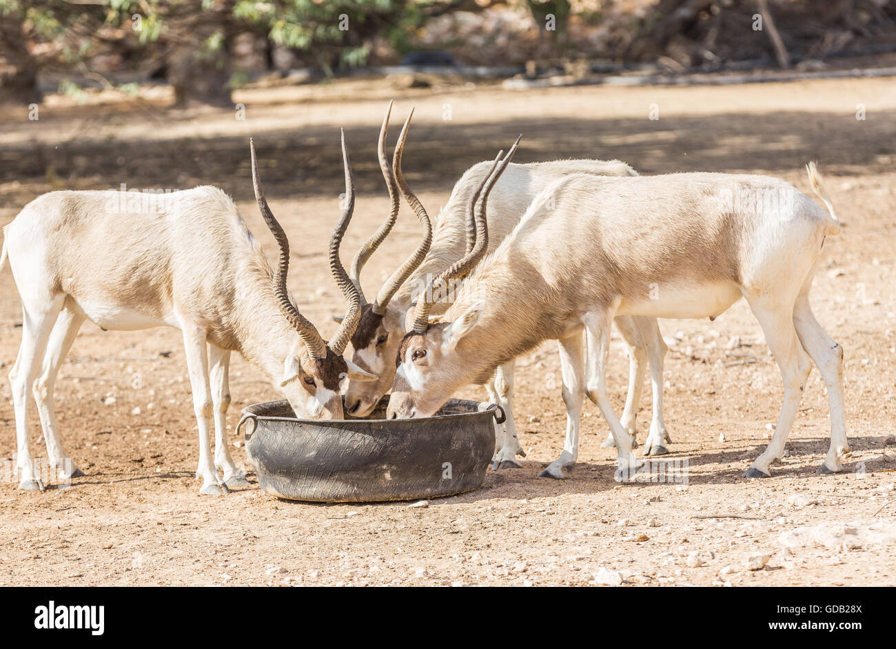 Al Dosari Zoo in Doha, Katar. Stockfoto