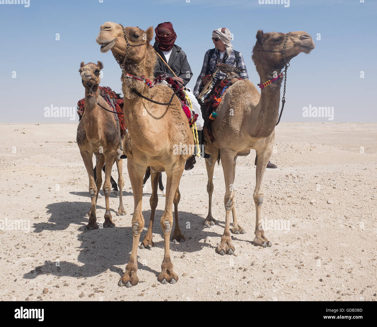 Touristen auf Kamel und Pferd Trek, Katar. Stockfoto