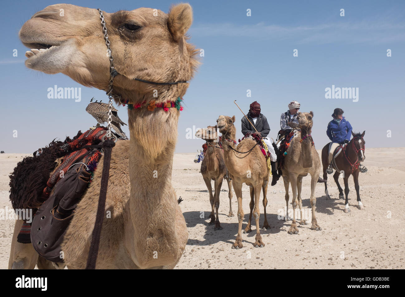 Touristen auf Kamel und Pferd Trek, Katar. Stockfoto